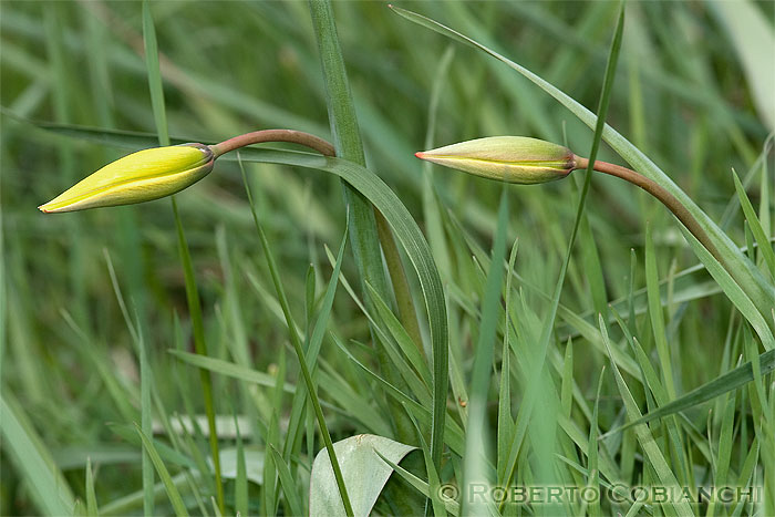 Tulipa sylvestris / Tulipano selvatico dei campi